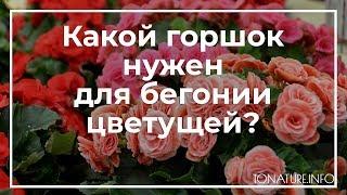 Какой горшок нужен для бегонии цветущей? | toNature.Info