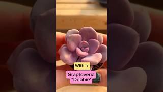 Combination of Echeveria runyonii'Topsy Turvy & Graptoveria"Debbie' #plants #video #how #garden #how