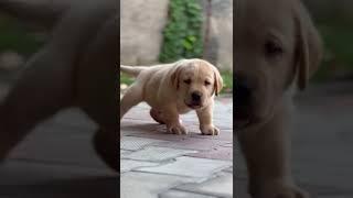 Labrador puppy Available #shorts