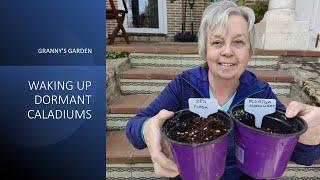 WAKING UP DORMANT CALADIUMS