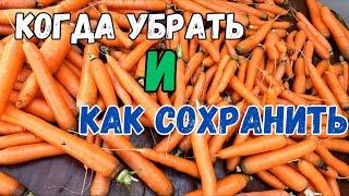 Когда убирать морковь? Как сохранить морковку до нового урожая? Морковка на зиму. #морковка