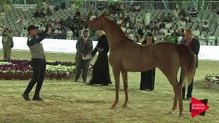 N.160 JOOD AL ULIA - Asharqia Classic 2018 - Fillies 3 years old (Class 4B)