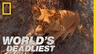 Lion Cubs vs. Baboon | World's Deadliest