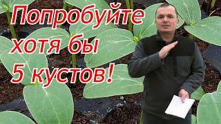 Идеальный огурец для выращивания на даче в открытом грунте!