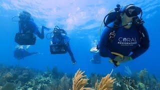 Saving Florida's Coral Reefs | Good Natured