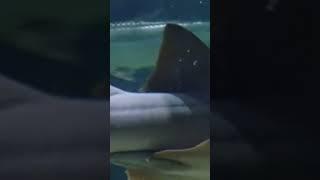 Nurse sharks swimming #fish #shark #sharks