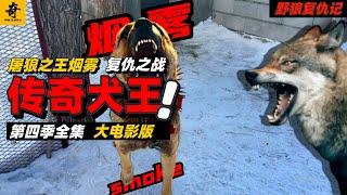 大型紀錄片【野狼復仇記】第四季合集，傳奇犬王烟霧登場，春節大電影版第三輯，一口氣看完第四季#牧羊犬 #動物解説 #狼 #狼群 #動物 #野生動物