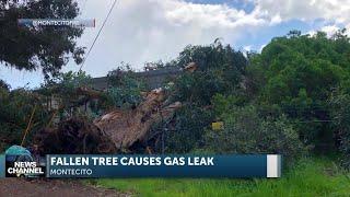 High winds knock down tree causing active gas leak on Channel Drive in Montecito