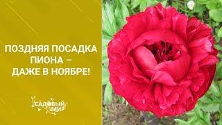 Поздняя посадка пиона – даже в ноябре!