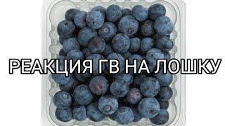 реакция гв (голос времени) на Лололошку [из прошлого на будущее] {МУСКАТ ПУГОВИЦА ШРАМ ЗМЕЙ ШЛЯПА}:.