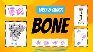 Bone classification and Histology Explained | Bone Cells