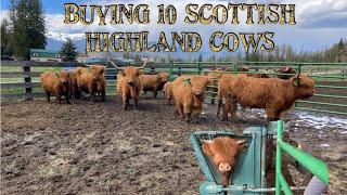 Buying a complete fold of highland cattle!!