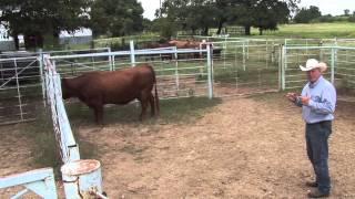 Using Natural Cattle Behavior to Move Cattle