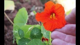 How to Grow Nasturtiums from Seed