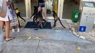 Monkeys at the Grand Riviera Princess Hotel, Mexico