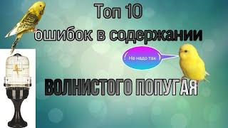 Топ 10 ошибок содержании волнистого попугая