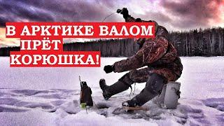 РЫБАЛКА В АРКТИКЕ! Сколько ОГУРЦОВ выловлю за один час НА РАЗМАХАЙКУ ЗИМОЙ? ПОБИЛ РЕКОРД!