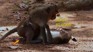 OH NO!!! BABY DON'T MOVE, WHAT KIKILU STYLE THIS MONKEY DOING???   SO GOOD...