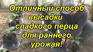 "Хитрый" способ посадки сладкого перца! Вы ещё ТАК не пробовали?!(проверено!!!)