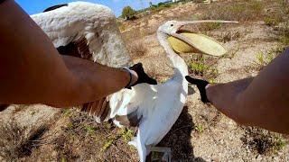 Pelican with an Injured Wing: The Story of Its Rescue