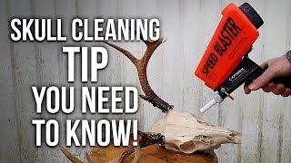 Corpse Wax Removal (Skull Cleaning Tip YOU NEED TO KNOW!)