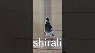 Pakistani pigeons in UK ... Shirali...kabootar