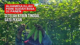 Alhamdulillah pare sudah dapat di panen setelah kebun di tinggal satu pekan