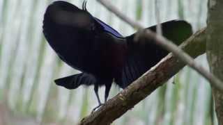 Bird of Paradise dances to Daft Punk