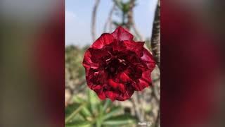 iPhone pictures of Adenium Desert Rose Hybrids - World best sales