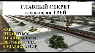 Ирина Козлова: ГЛАВНЫЙ СЕКРЕТ технологии ТРЕЙ. Как избавиться от антракноза, фузариоза, вертициллеза