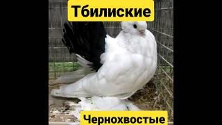 Тбилиские бойные чернохвостые голуби