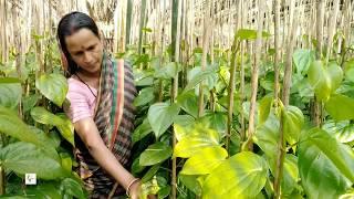 vhumi krishi/ভূমি কৃষি - পানচাষে এগিয়ে যাচ্ছে নারীরা | ঝালকাঠি, বরিশাল | vhumi tv