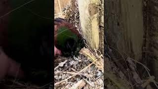 Angry Bird Crested Partridge protecting chicks #birds #bird #aviary #birdlife #naturevibes