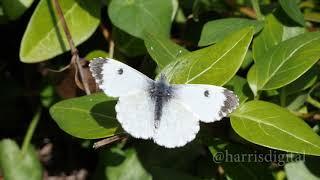 Orangetip