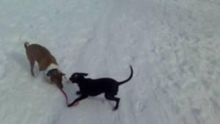 Басенджи Венди и Моня на прогулке . Ульяновск . Basenji Wendy and Monya walking