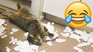 Naughty Cats Causes Major Troubles - Funny Cat Fails || PETASTIC 