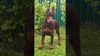 one month Vs 1 year Doberman transformation #feed #dog #shots #dogbreed #doberman #puppy #feedfeed