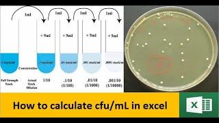 How to calculate colony forming units (cfu/mL) in excel