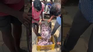 Bombai duck fish Dubai export || #youtubeshorts #youtube #nature #boating  #seafood #Ltsseafoods