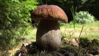 WOODLAND TREASURES!!! Mushrooms, Pilze, Porcini, Boletus Edulis.