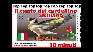 CANTO DEL CARDELLINO DI PALERMO SICILIANO NUOVO ANCHE PER INCARDELLATI CD LIMPIDISSIMO GOLDFINCH