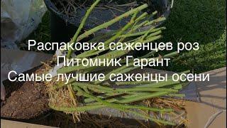 29.09.23 Распаковка саженцев роз из питомника Гарант. Самые лучшие саженцы осени