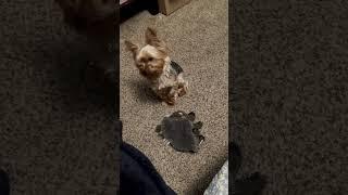 #yorkie #therapydog #ptsd