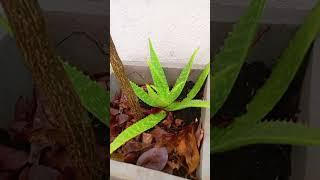 Morning Blessings #My home # garden # nature # natural # cinnamon oil burner ️ Sri Lanka ️