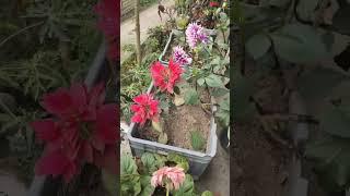 #flowers #nature #viral #garden #youtubeshorts #shorts #ytshort #reels #trending #whatsappstatuss