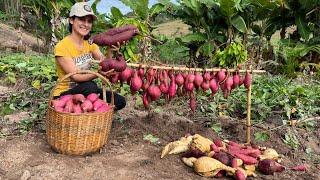 Minhas Incríveis batatas doces coloridas de dar água na boca