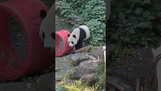 Giant panda at Ziqing Lake Safari Park, Nanjing, China