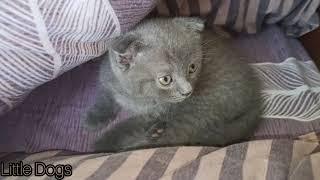 Колыбельная для котенка. Lullaby for a kitten. 子猫の子猫。