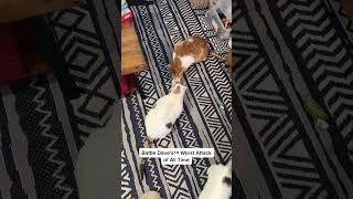 #cats #funnyanimals #indooroutdoorkat