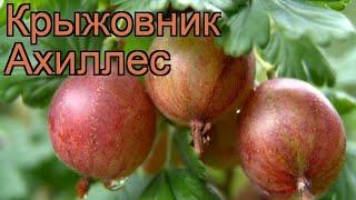 Крыжовник обыкновенная Ахиллес (ribes grossularia)  обзор: как сажать, саженцы крыжовника Ахиллес